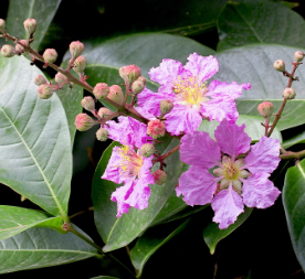 Banaba i D3